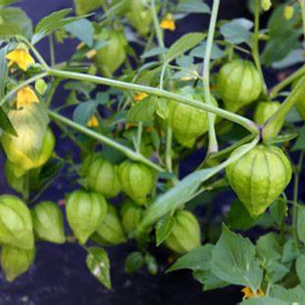 Tomato Tomatillo Tamayo 4.75"