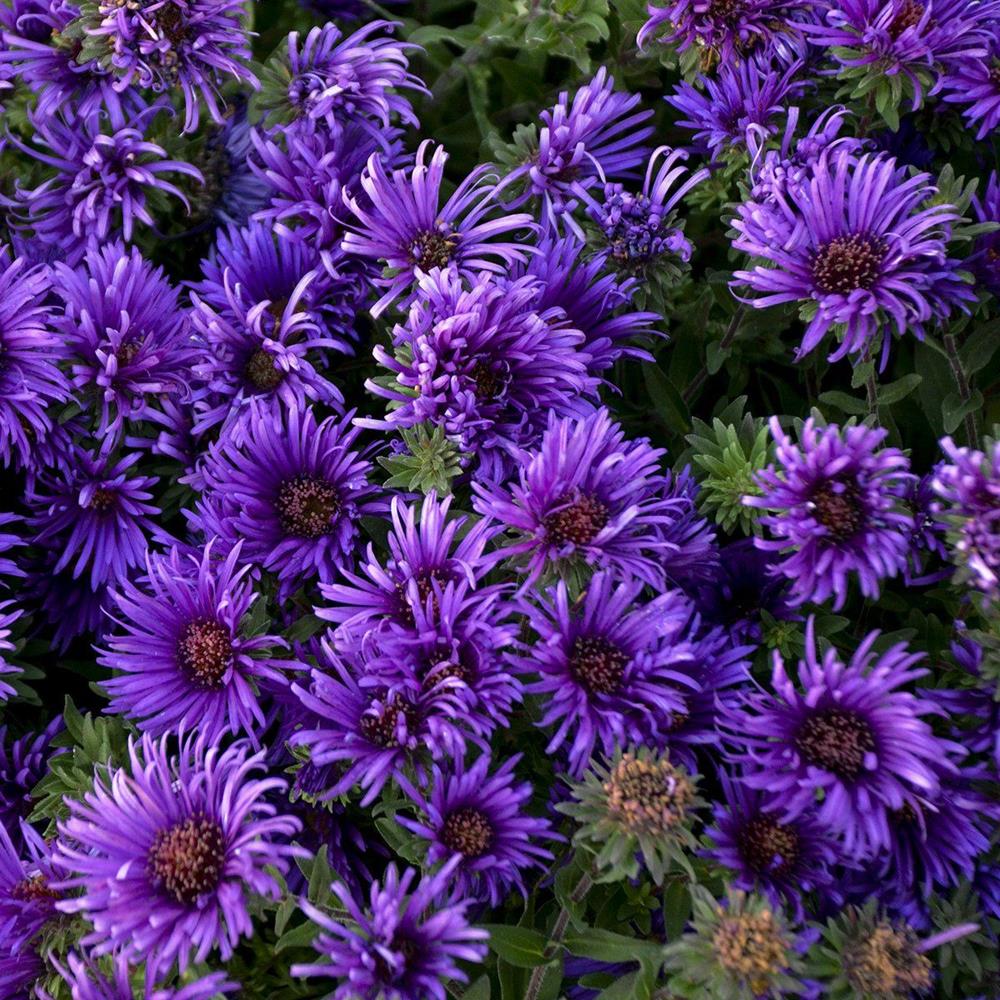 Aster 'Grape Crush' #1 #1