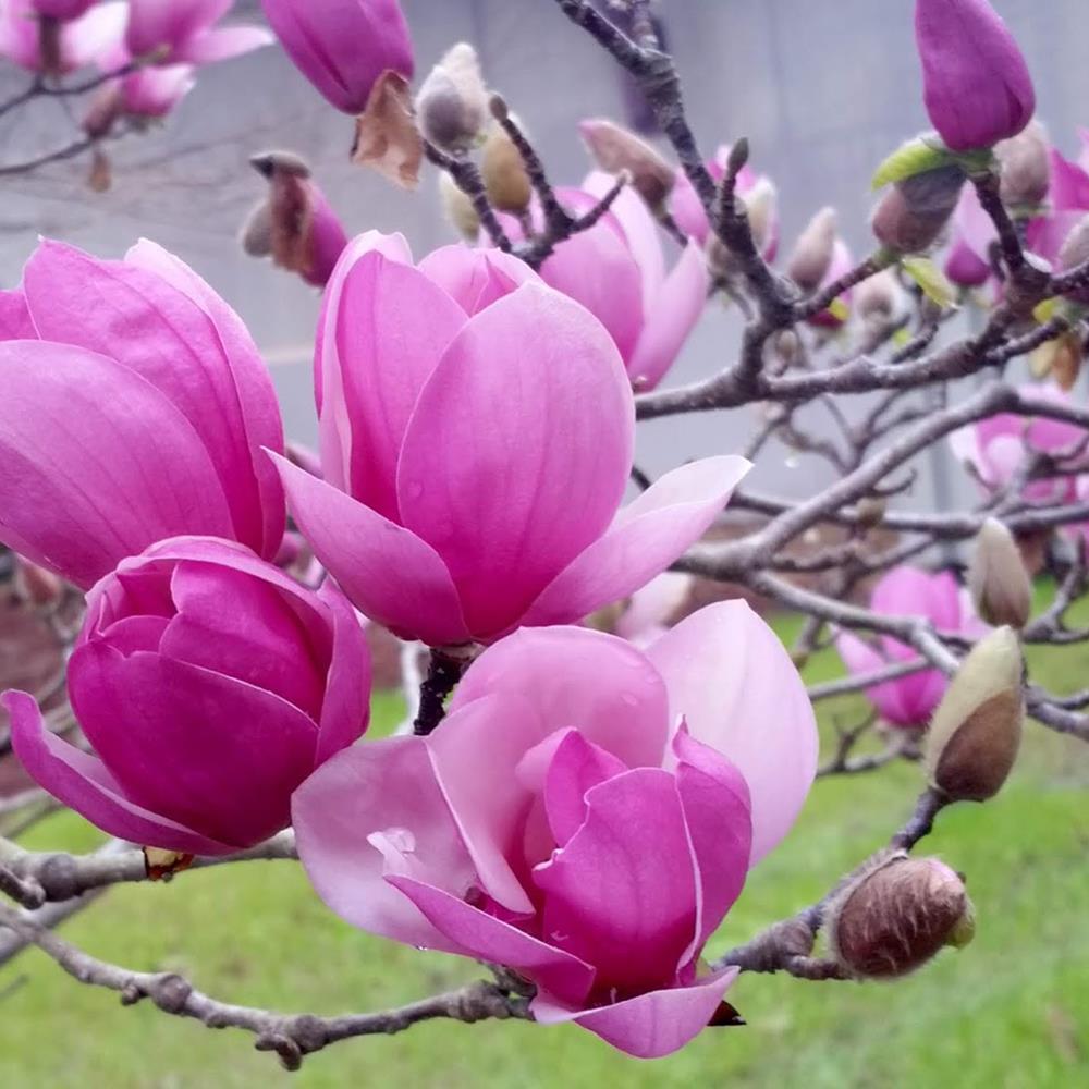 Magnolia, 'Ann' #10 Clump