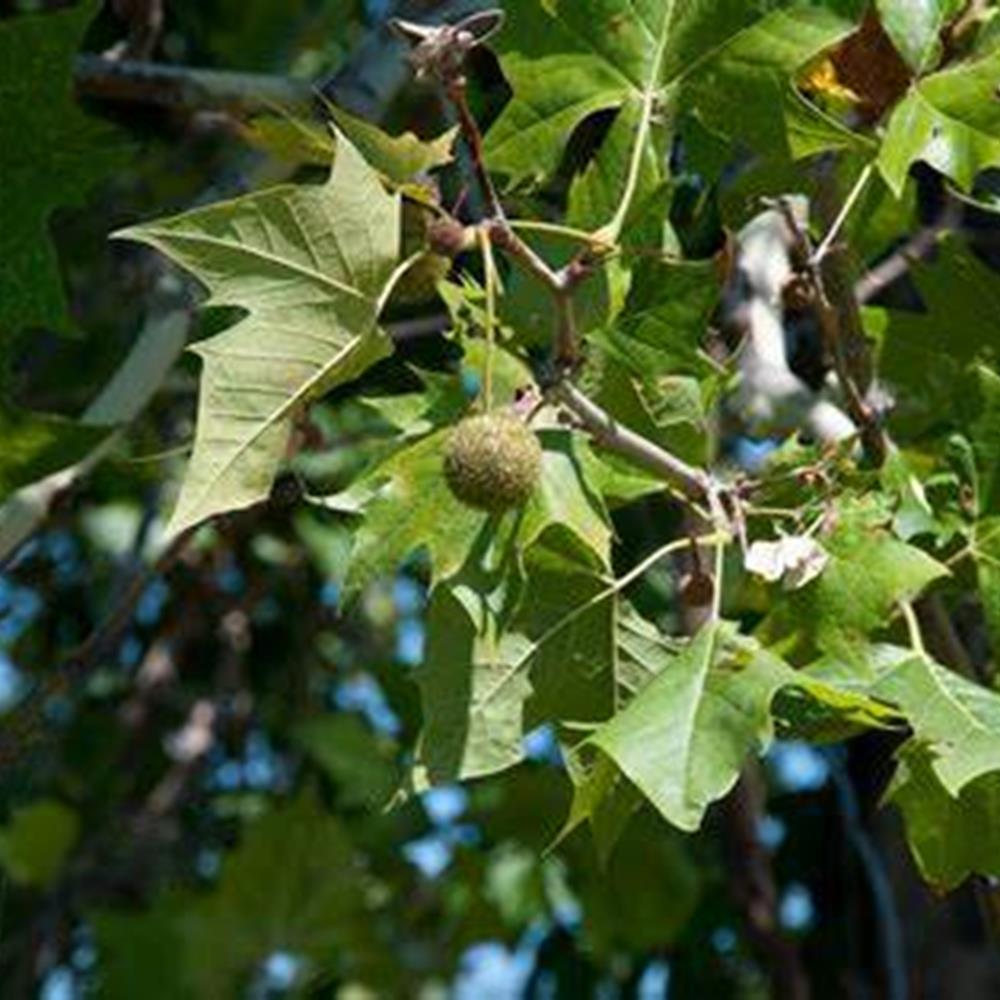 American Sycamore 'Silverwood' #15 #15