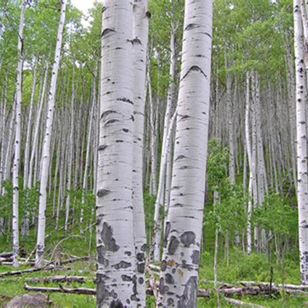 Aspen, Quaking 'Prairie Gold' #7 Clump #7