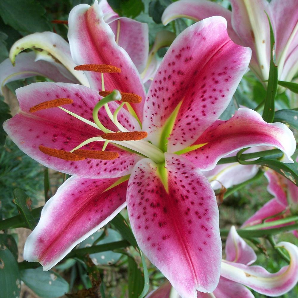 Lily, Oriental 'Stargazer' #1 #1