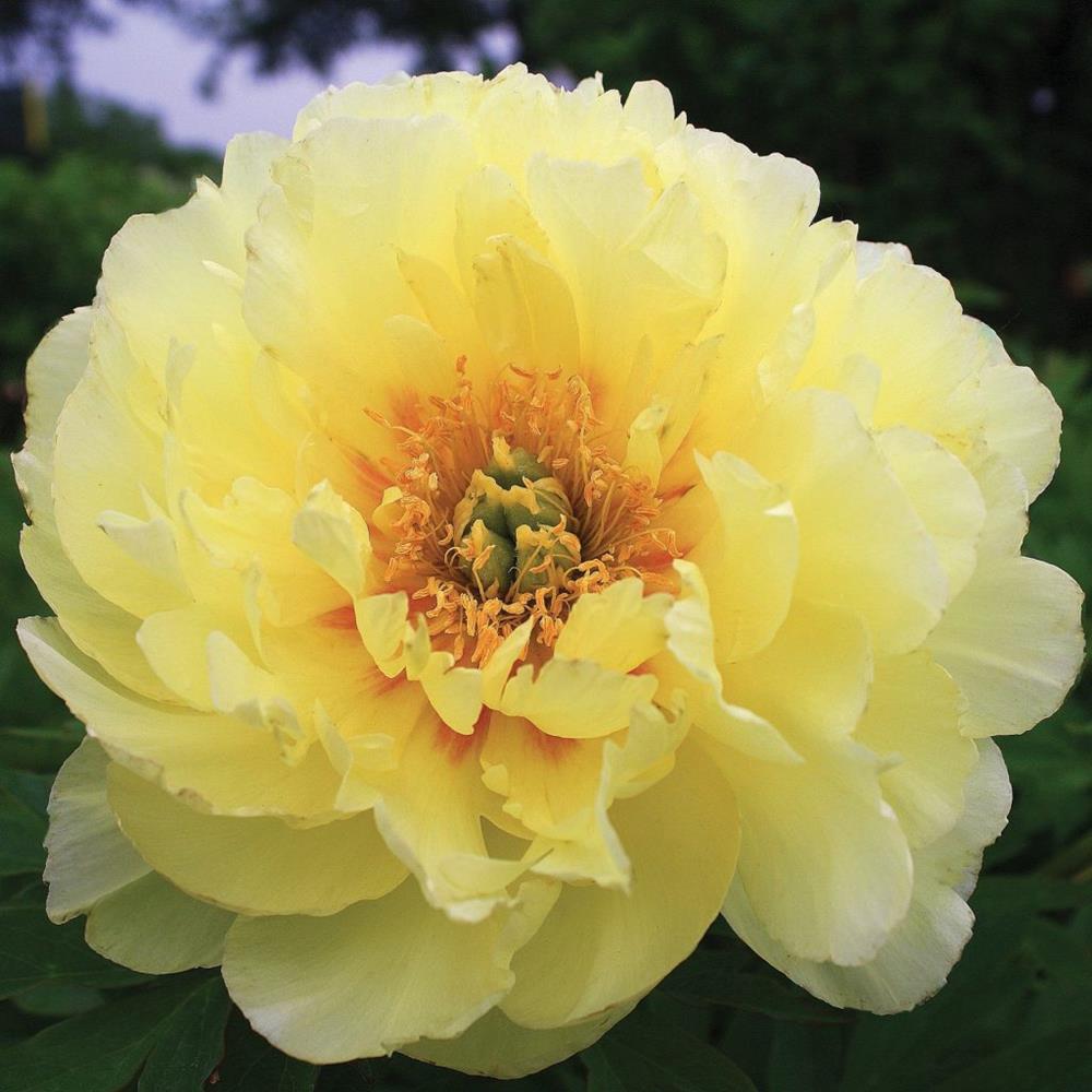 Peony, Itoh 'Bartzella' #5