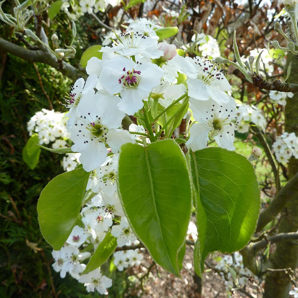Pear, 'Chanticleer' #10 #10