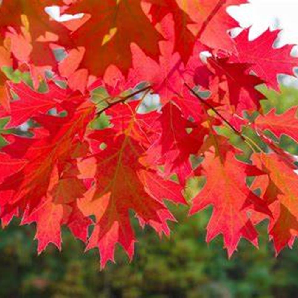 Oak, Northern Red #25