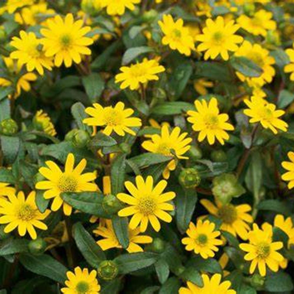 Zinnia Creeping 'Sunbini' 4.25" 4.25"