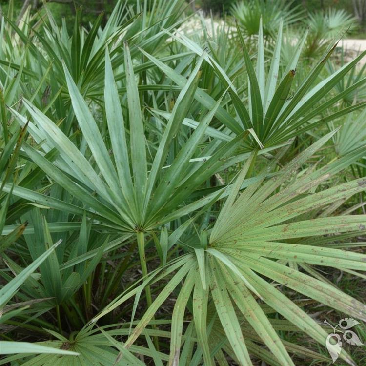 Saw Palmetto Green 7g