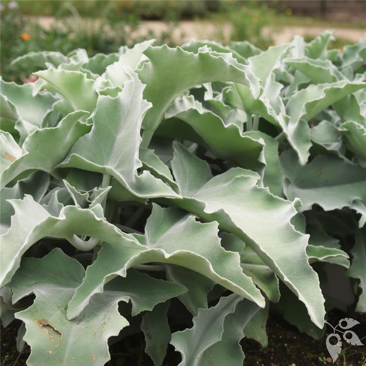 Kalanchoe Oak Leaf 6"
