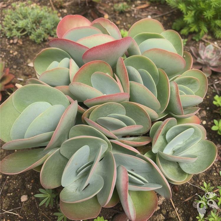 Kalanchoe Dinner Plate 10"