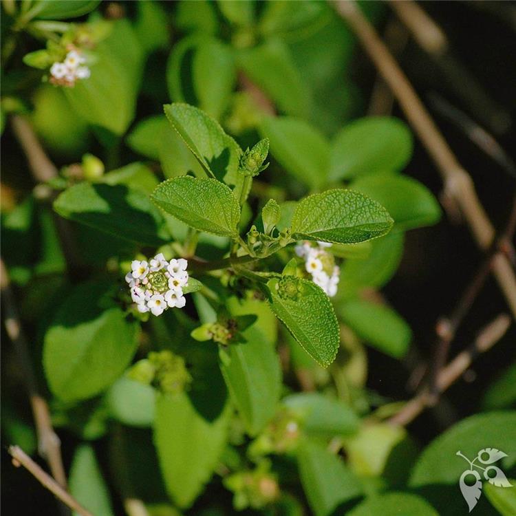 Lantana involucrata NATIVE 7g