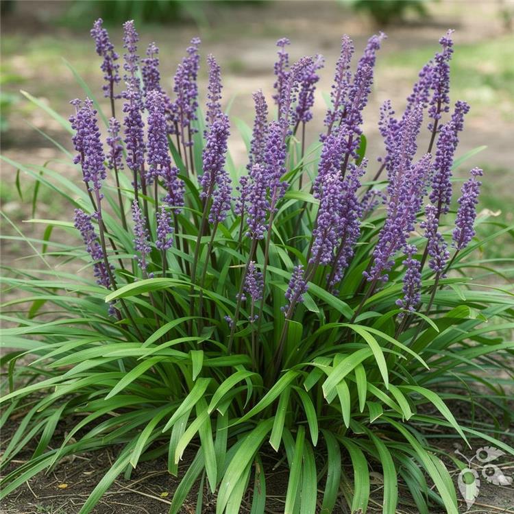 Liriope Green 1g