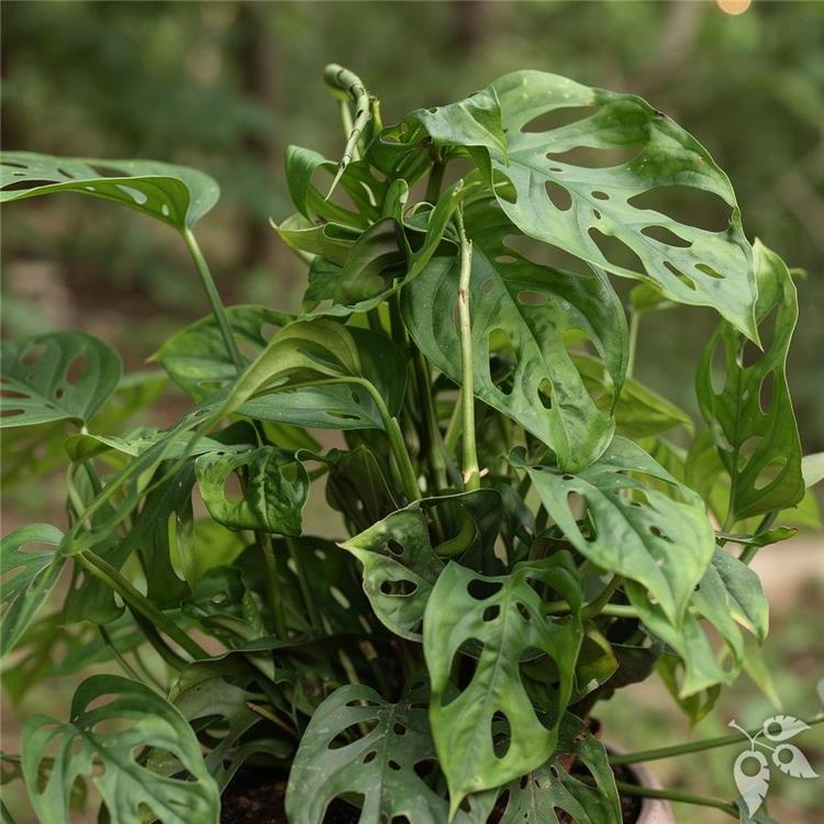 Monstera Obliqua 6"
