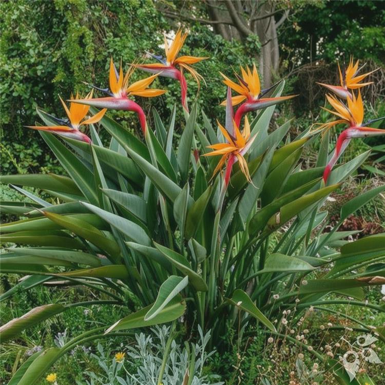 Bird of Paradise Orange 7g