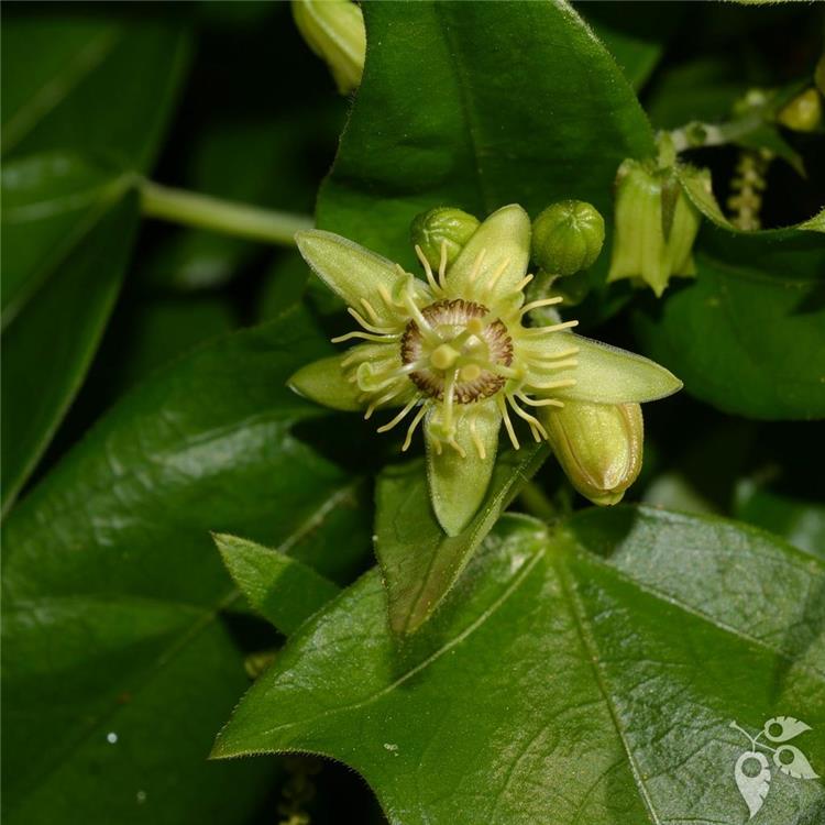 Passion Vine Corky Stem Trellis 3g