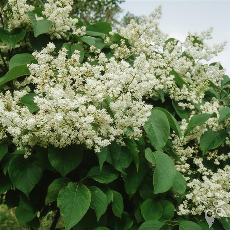 Lilac 'Japanese Tree Ivory Silk #10 Cl