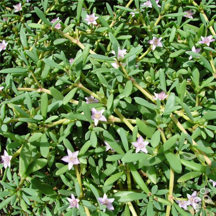 Sea Purslane 4"