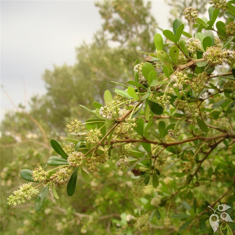 Terminalia 3g