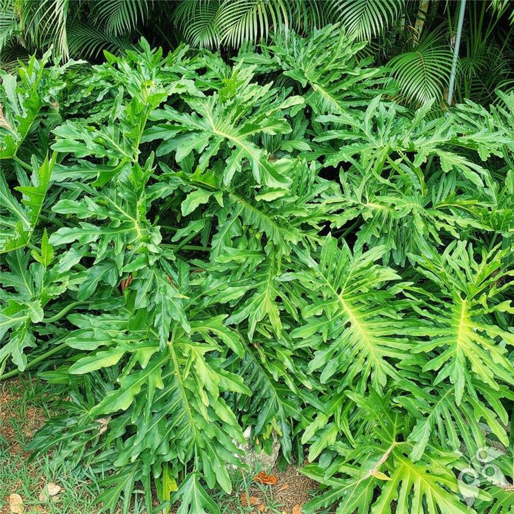 Philodendron Selloum 3g