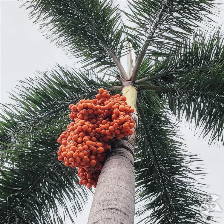 Palm Foxtail 25g