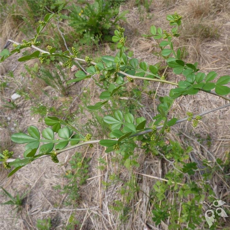 Wild Lime 1g
