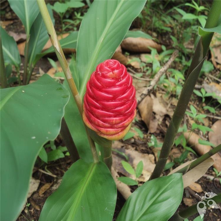 Ginger Pinecone Shampoo Green 3G