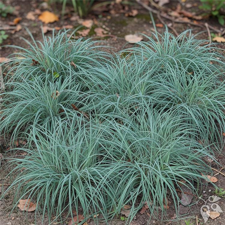Grass, Sedge 'Blue Zinger' #1 #1