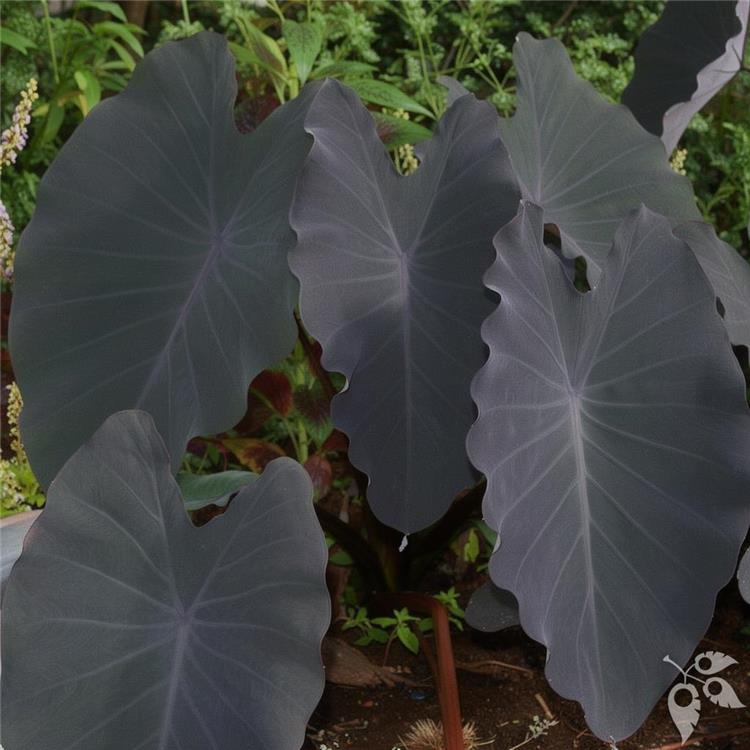 AQ Colocasia Black Ruffles 10"