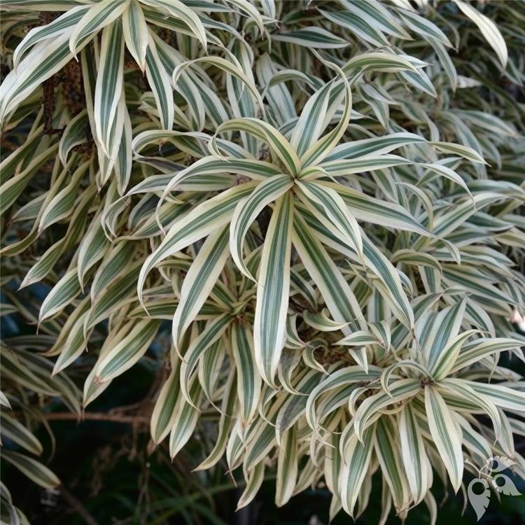Dracaena Reflexa "Pleomela" Specimen 17"