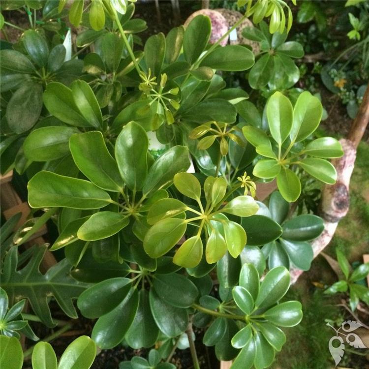 Arboricola Green Mini Braid 8"