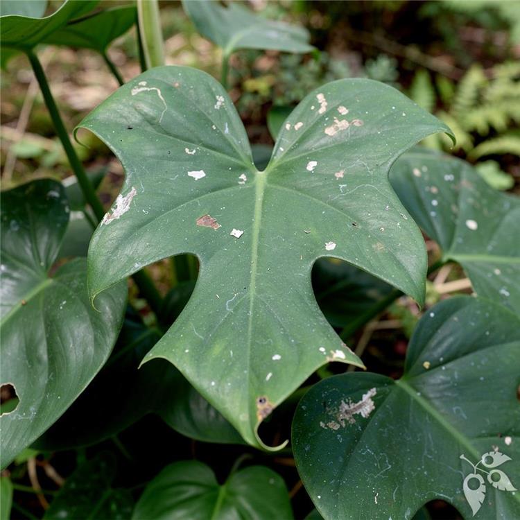 Philodendron Bipennifolium Var. 4"