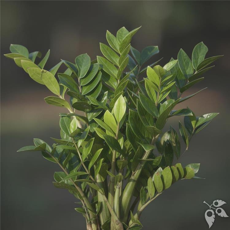 Zamia ZZ 6"