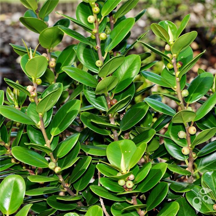 Ficus Green Island 1g