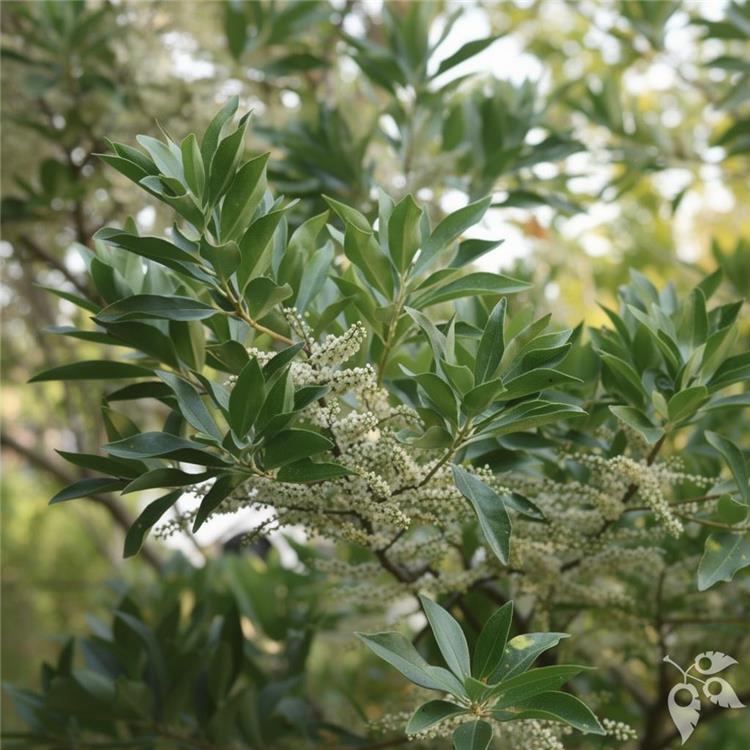 Japanese Blueberry Std 25g