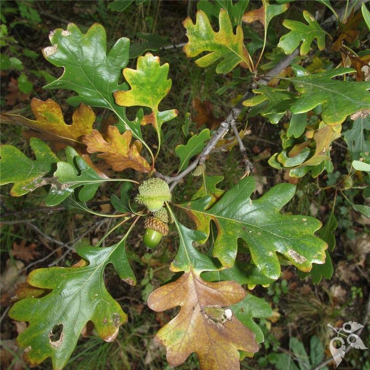 Oak, Bur 'Cobblestone' #10