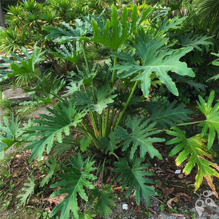 Philodendron Hope Selloum 10"