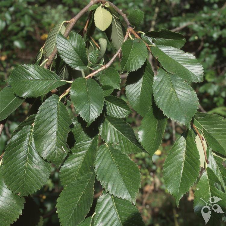 Elm, 'Accolade' #10 #10