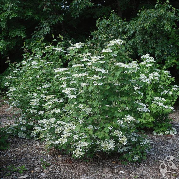 Viburnum,Cranberry 'Bailey Compact' #3 #3 Pot