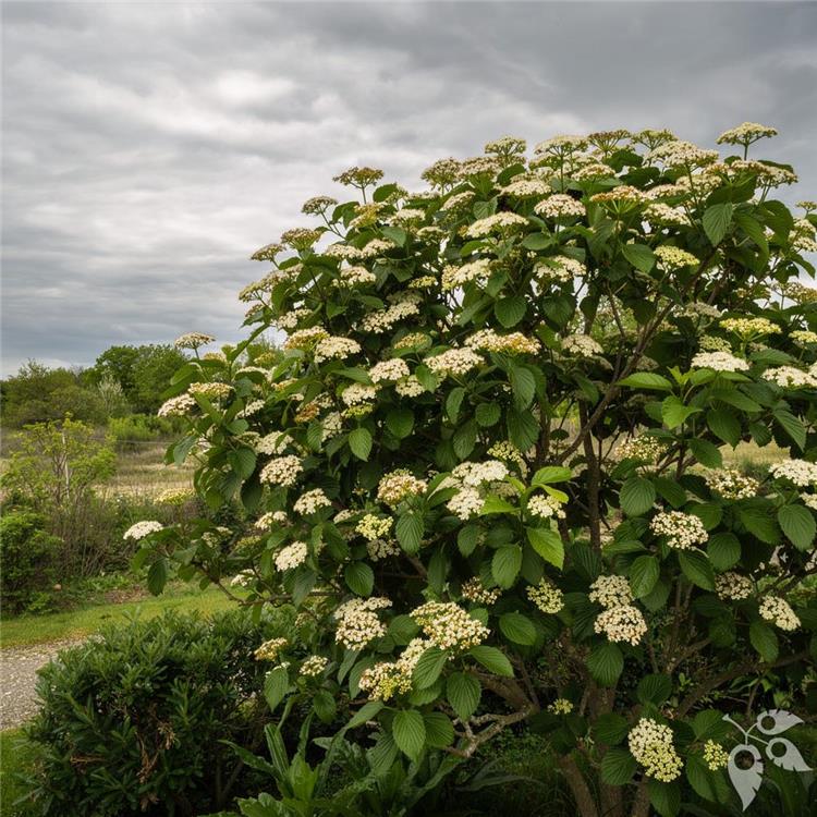 Viburnum, Arrowwood 'Autumn Jazz' #5 pot #5 Pot