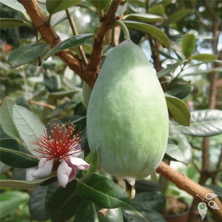 Guava Pineapple Feijoa 7g