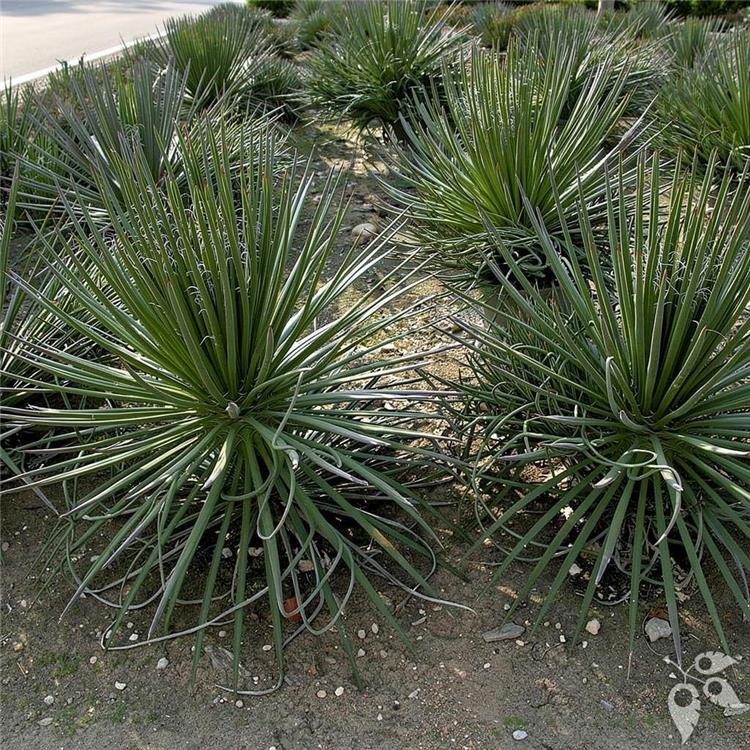 Agave Geminiflora 6"