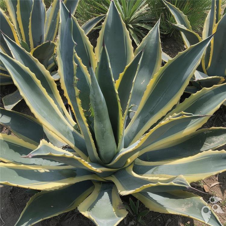 Agave Americana Variegated 14"
