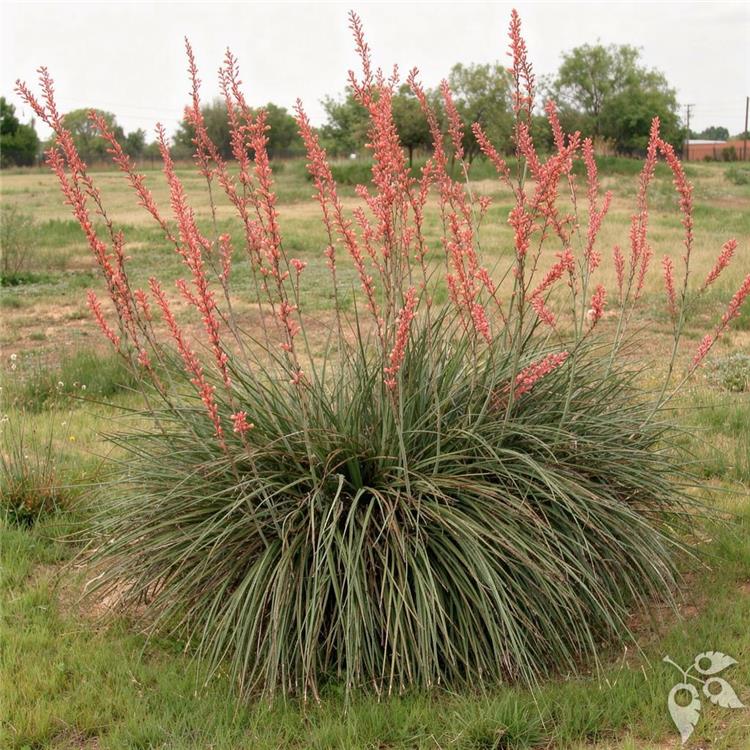 Yucca Red 10"