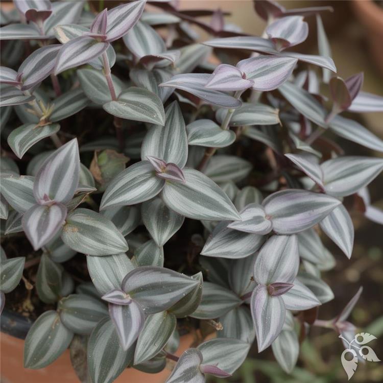 Hang Bskt Tradescantia Zebrina 8"