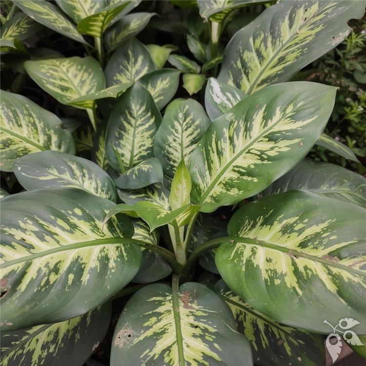 Dieffenbachia Snow 10"