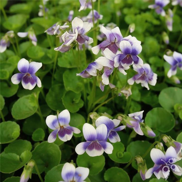 Violet Australian 1g