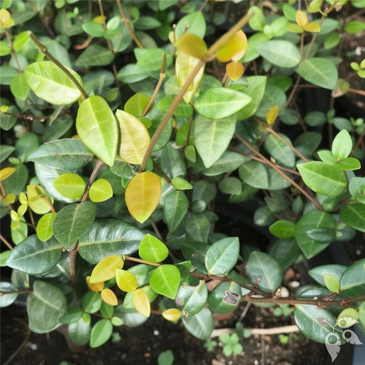 Jasmine Minima Green 1g