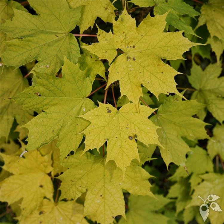 Maple, Norway 'Princeton Gold' #10
