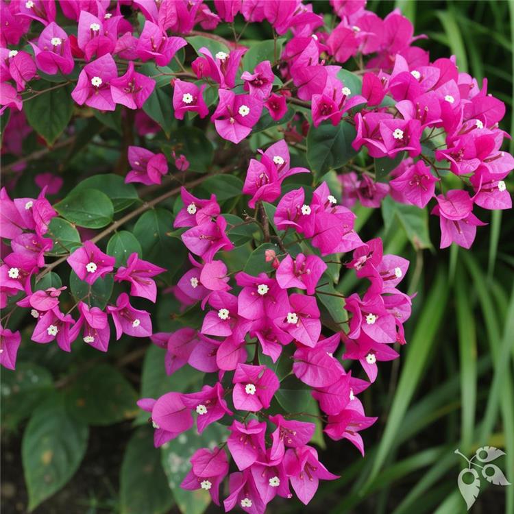 Bougainvillea Trellis James Walker 7g