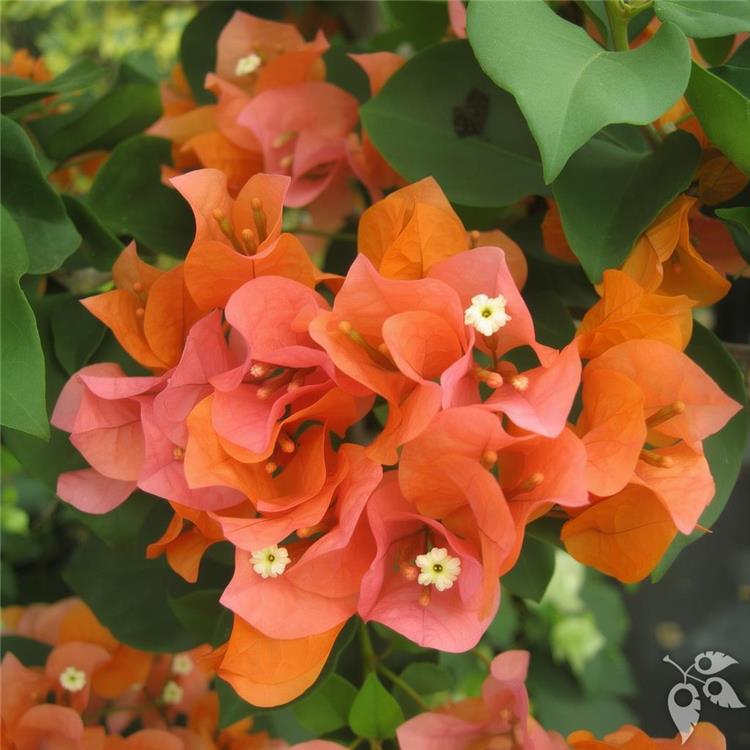 Bougainvillea Trellis Sundown 7g