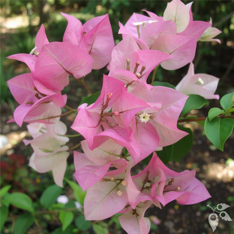 Bougainvillea Trellis Thai Delight 7g